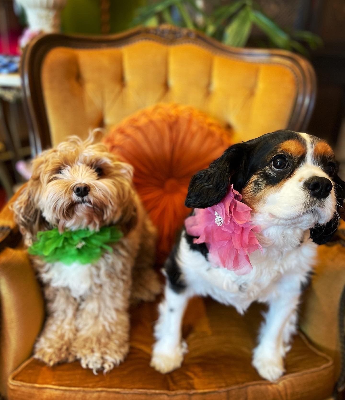 Broochella Poochella pet dog brooch flower collar accessory handmade luxury designer pink green