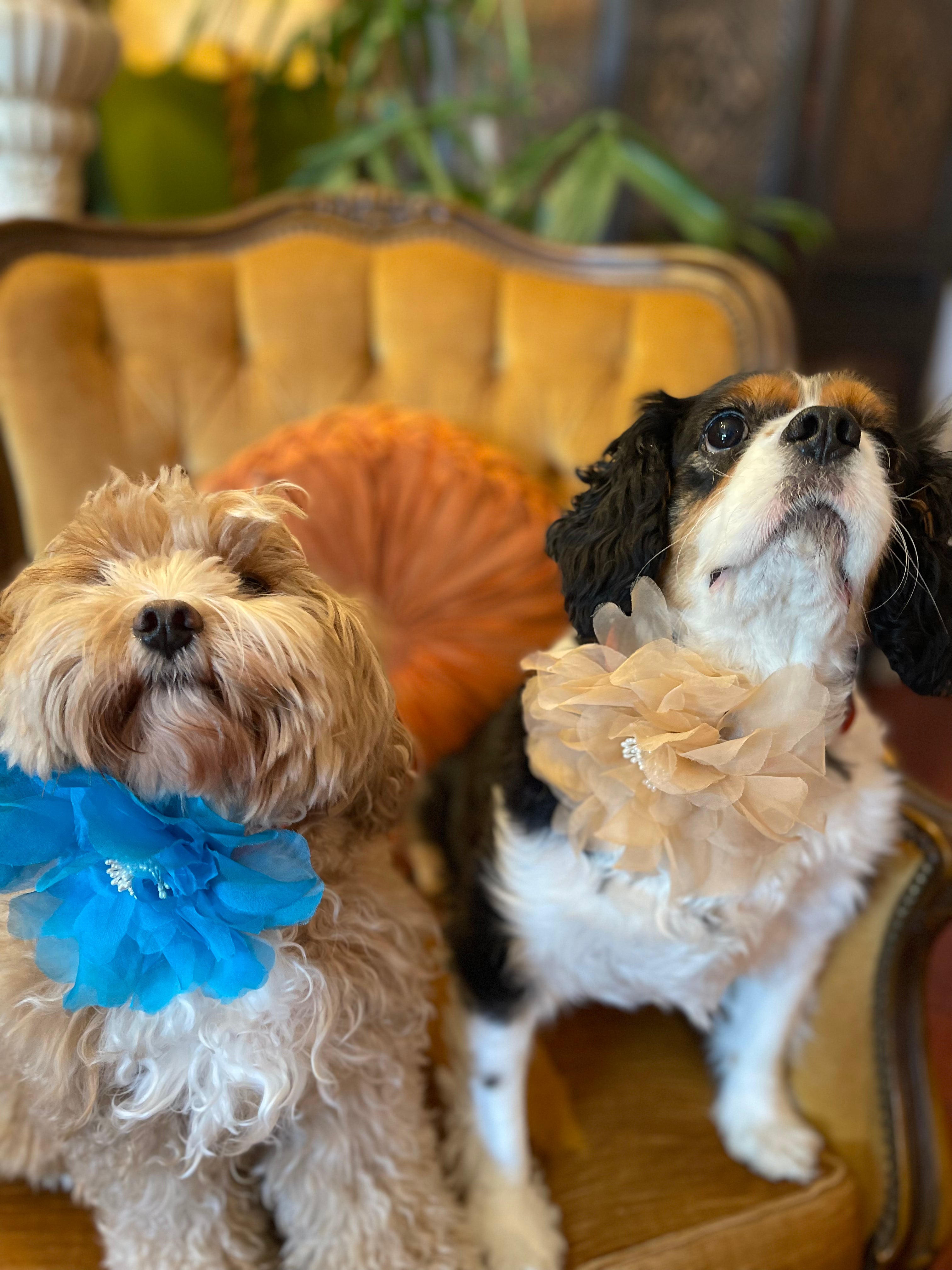 Broochella Poochella pet dog flower collar accessory handmade luxury designer blue peach brooch