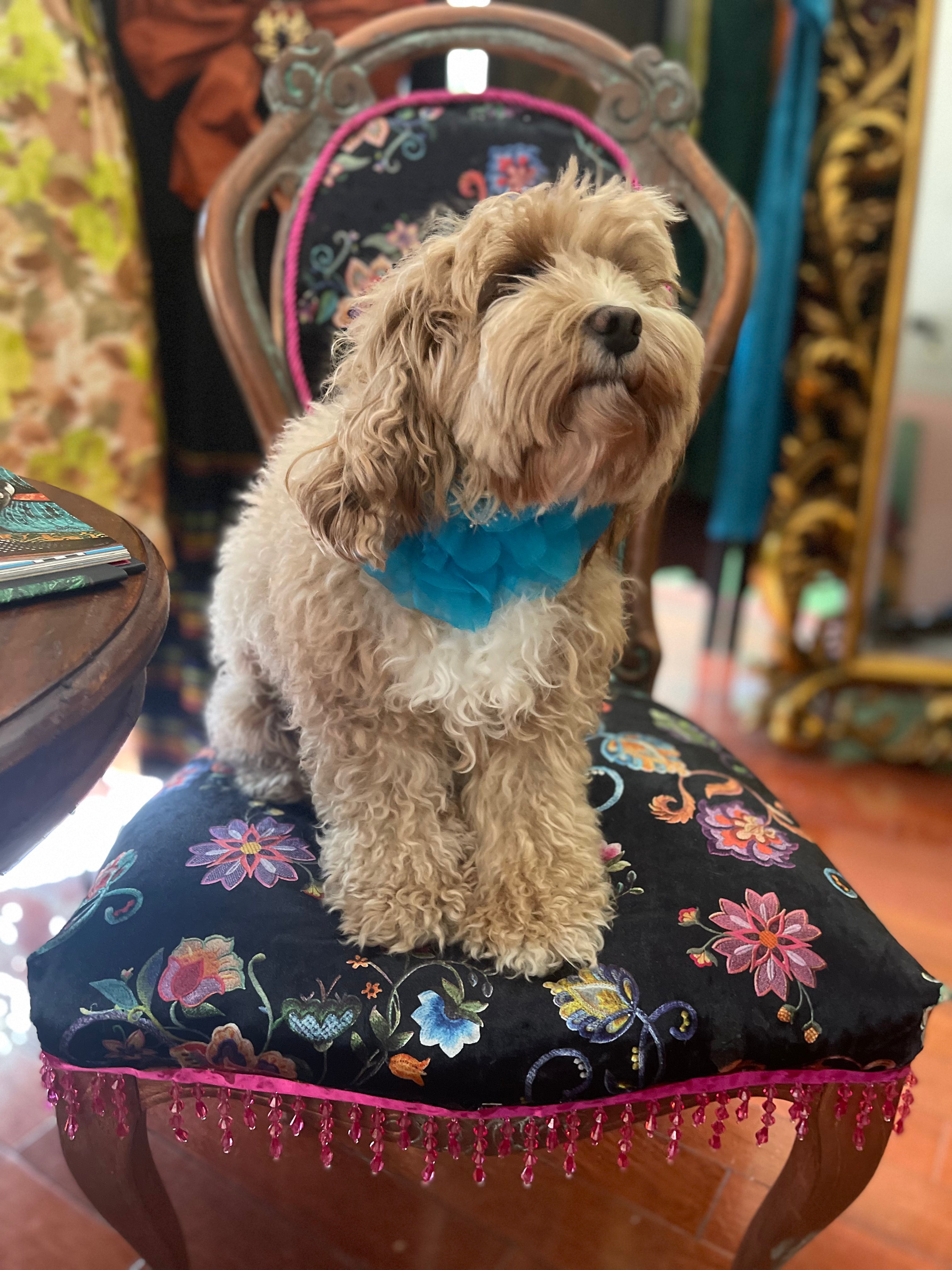 Broochella Poochella pet dog flower collar accessory handmade luxury designer blue brooch