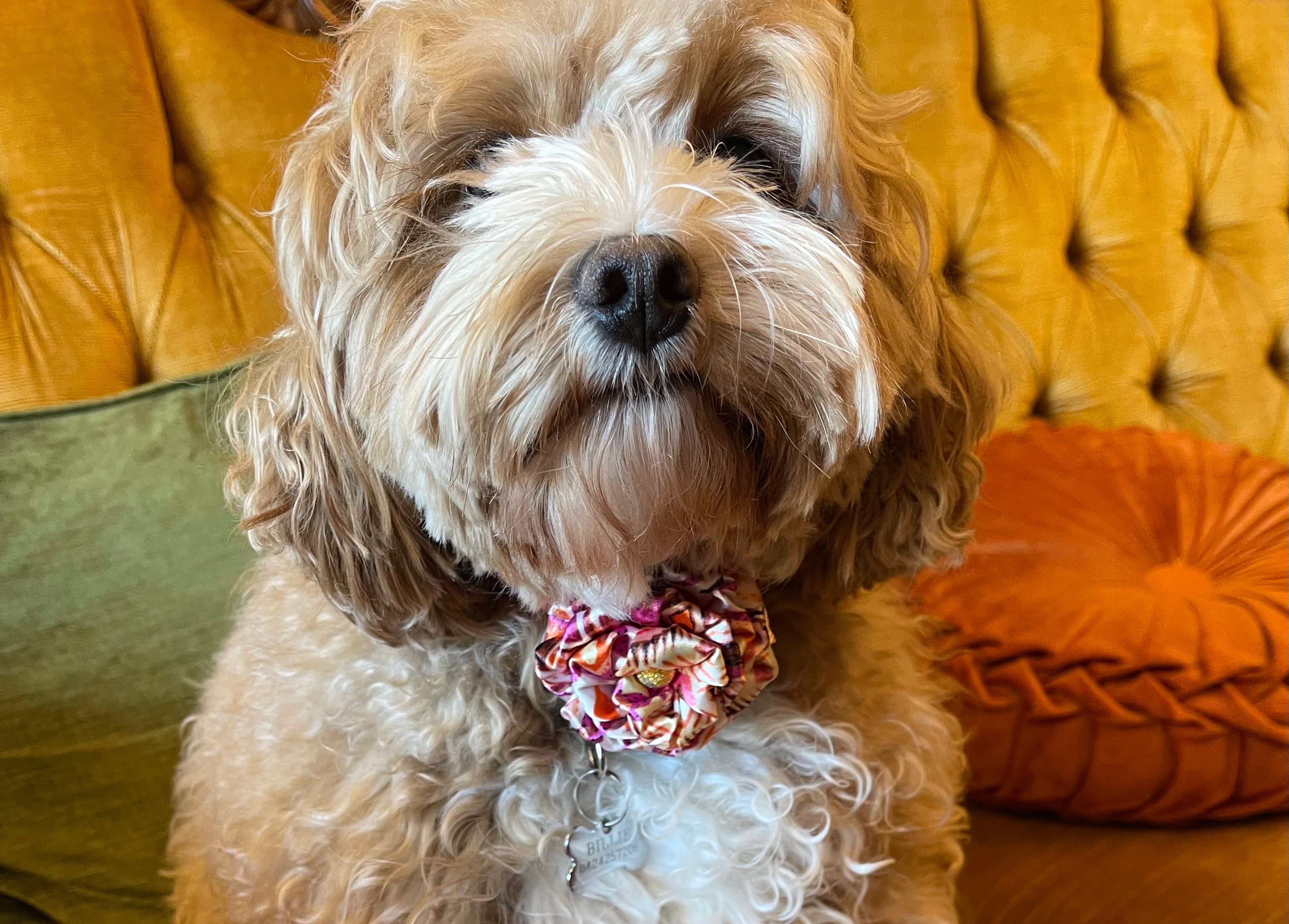 Broochella Poochella Dog pet flower brooch collar accessory handmade pink printed satin designer luxury