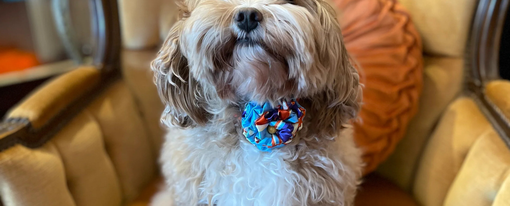 POOCHELLA BROOCHES FOR PETS