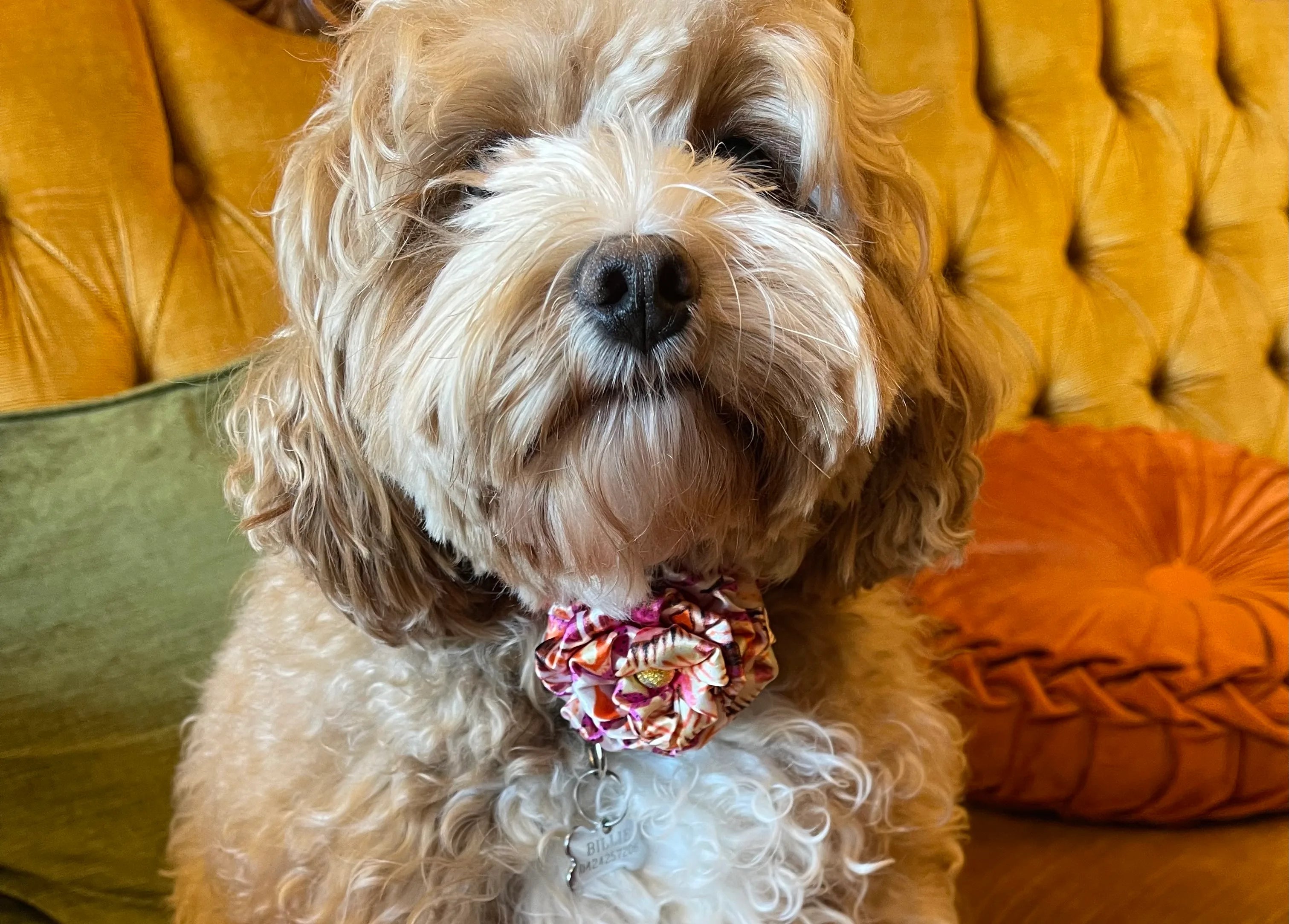 Broochella Poochella boungainville capri pt collar with flower. Pictured on Billie the cavoodle. She is sitting on a gold couch