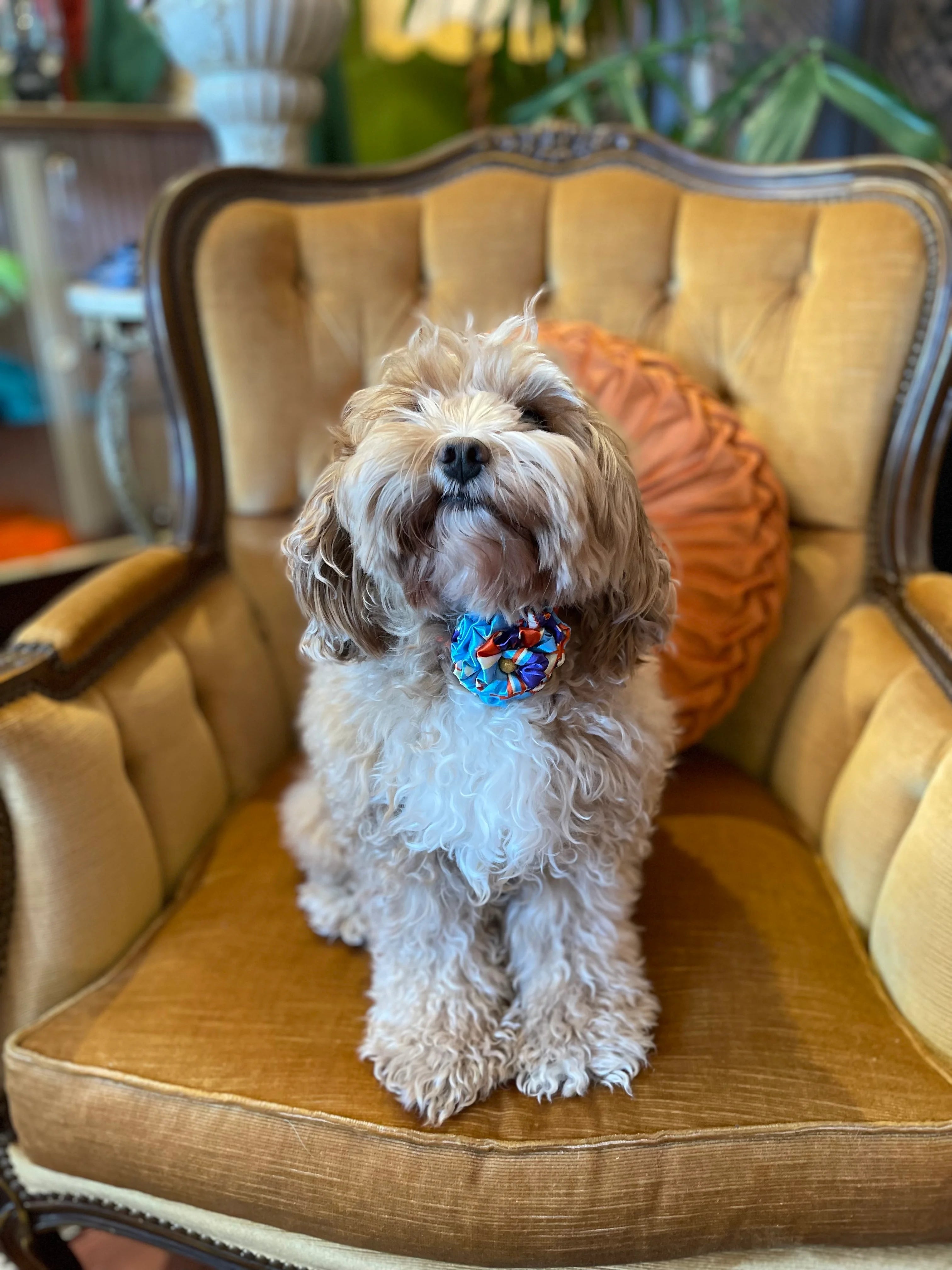 Broochella Poochella bougainville flower pet collar. Pictured on Billie the cavoodle. She is sitting on a gold couch.