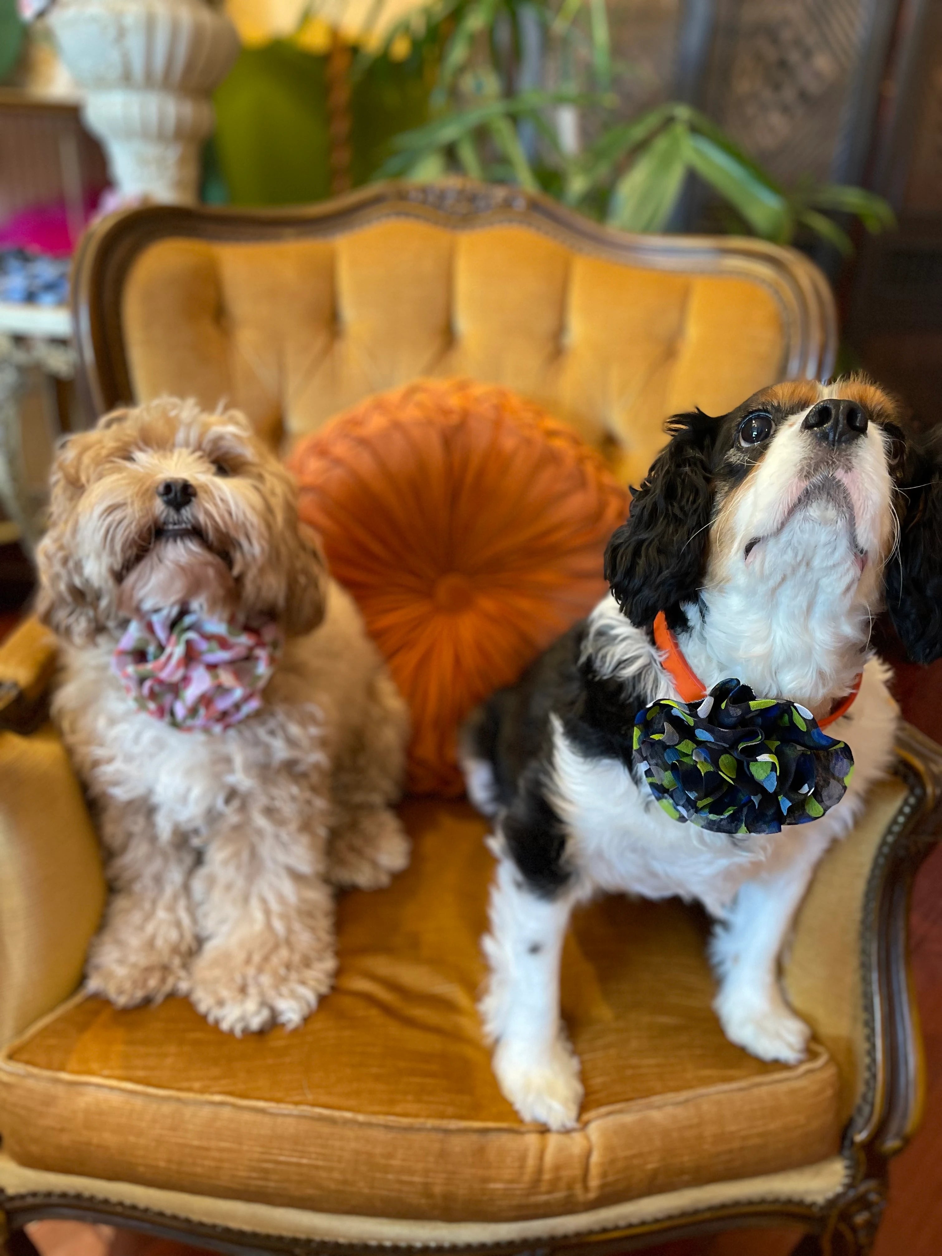 Broochella poochella brassica flower pet collar. Pictured on Billie the cavoodle and daisy to king charles spaniel. They are sitting on a gold armchair.