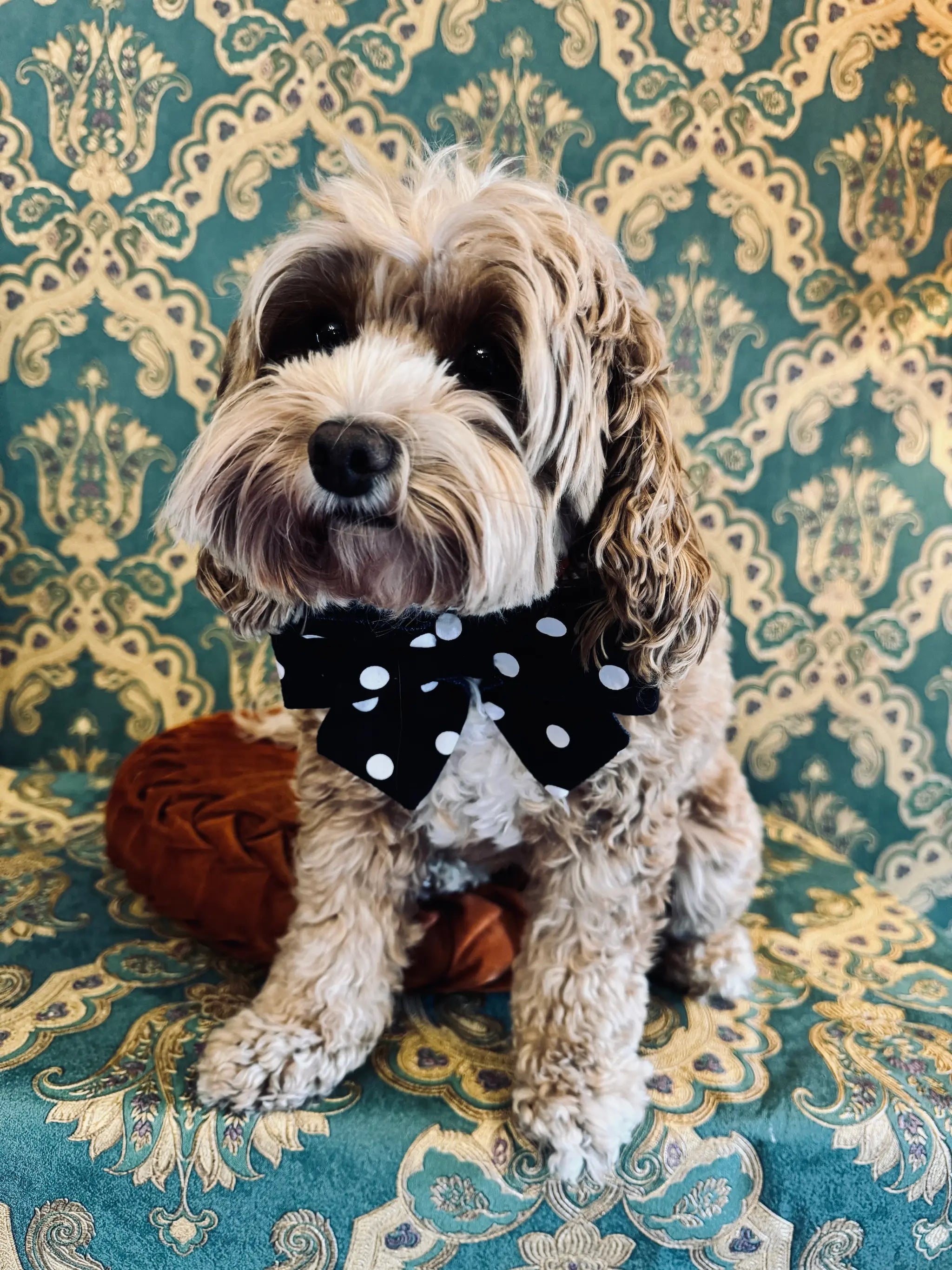 Broochella pet bow in black and white polka dot cotton. Pictured on Bille the Cavoodle. She is sitting on an orange cushion. The background is green and gold damask wallpaper