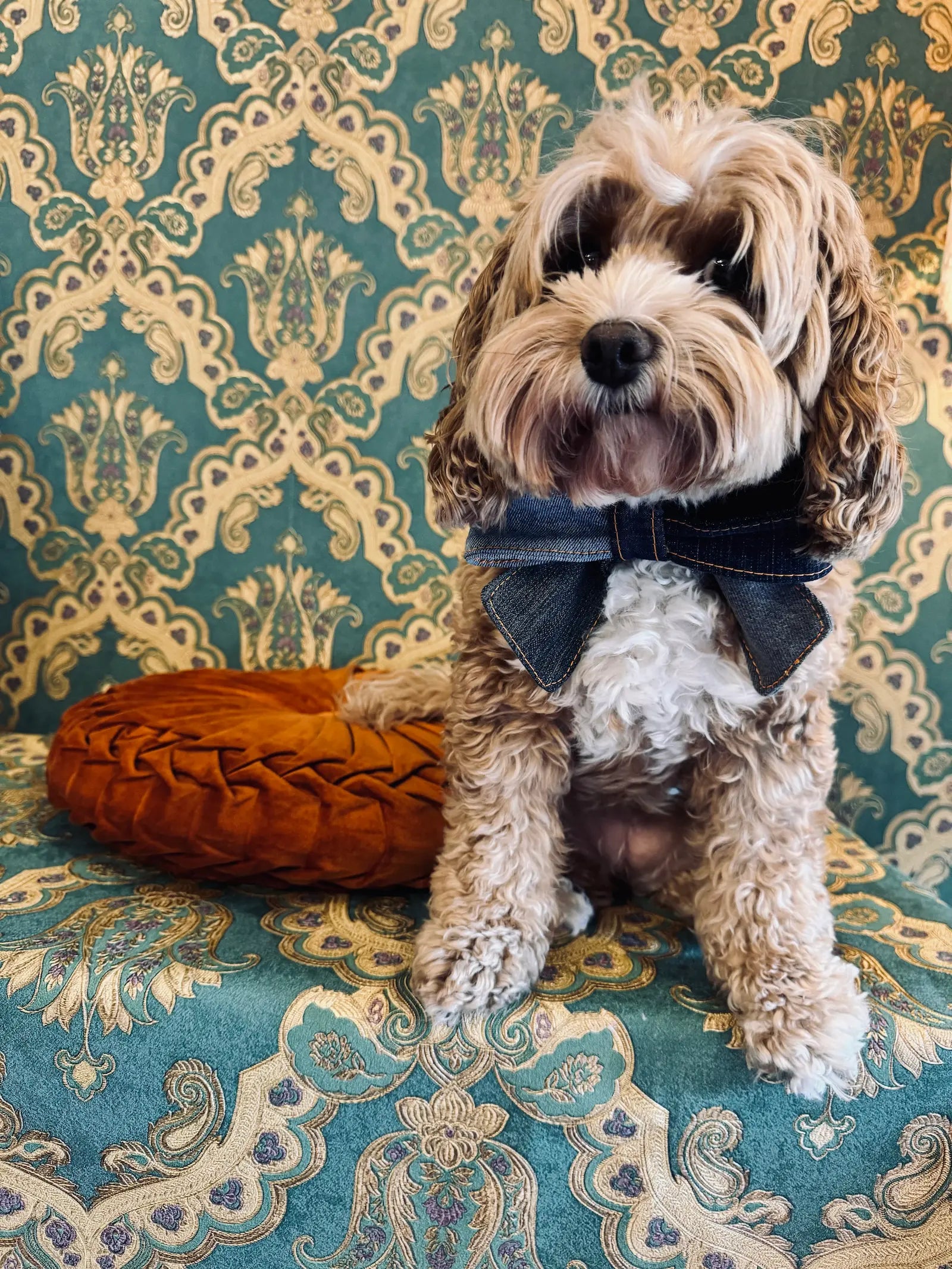 Broochella pet bow in denim from upcycled jeans. Pictured on Bille the Cavoodle. She is sitting on an orange cushion. The background is green and gold damask wallpaper