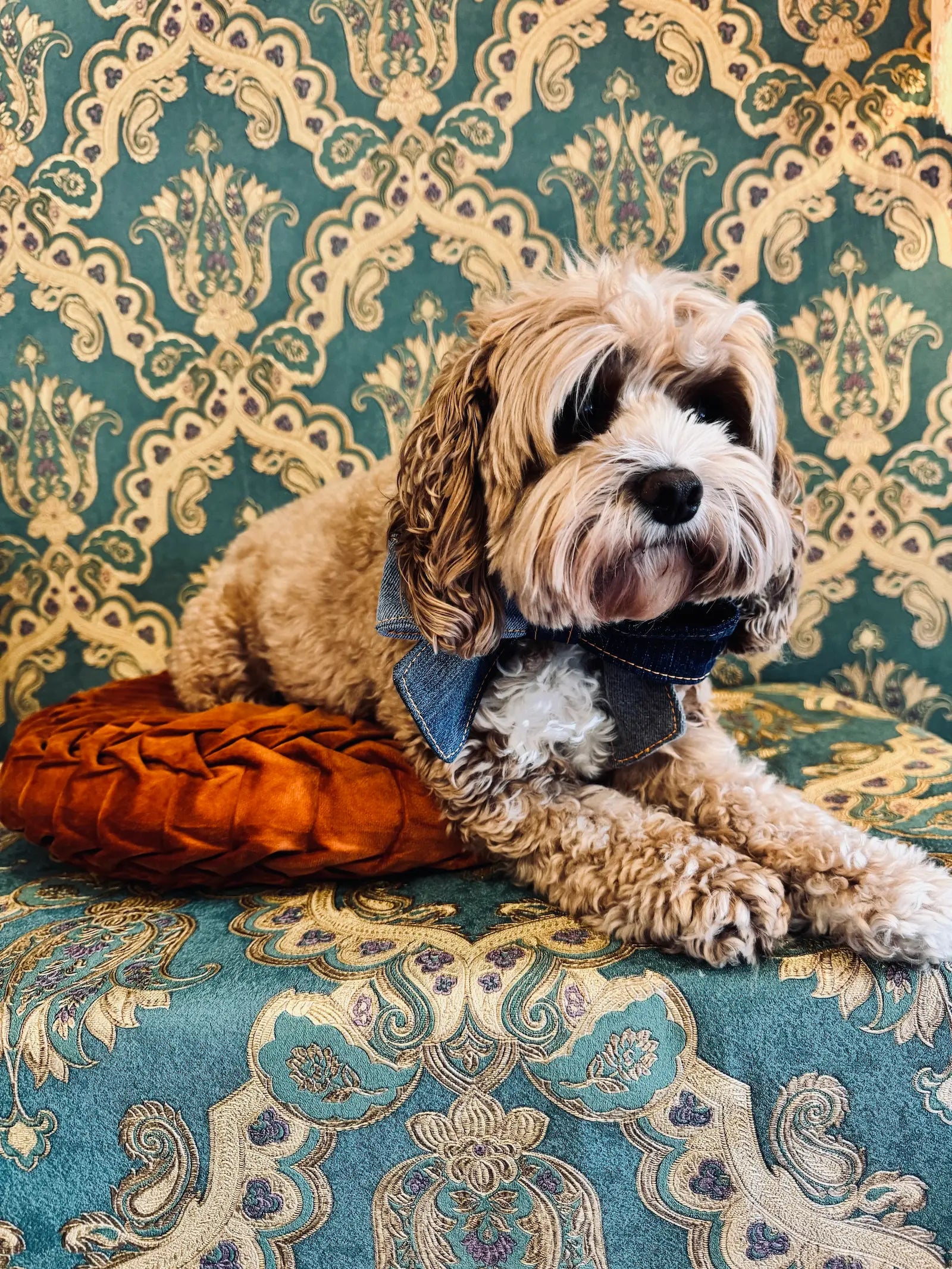 Broochella pet bow in denim from upcycled jeans. Pictured on Bille the Cavoodle. She is sitting on an orange cushion. The background is green and gold damask wallpaper