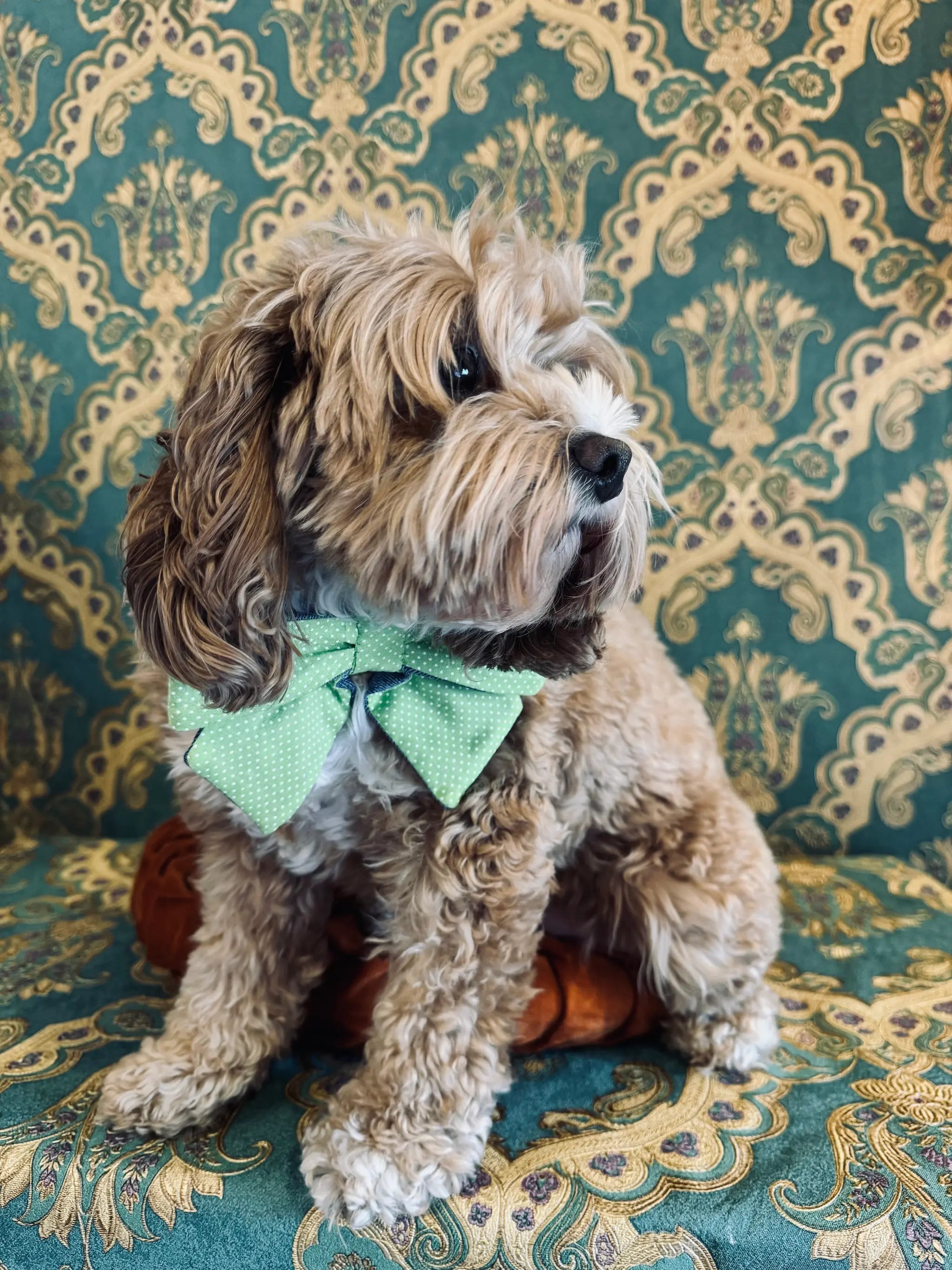 Broochella Poochella  pet bow in green with white polka dots. Pictured on Bille the Cavoodle. She is sitting on an orange cushion. The background is green and gold damask wallpaper