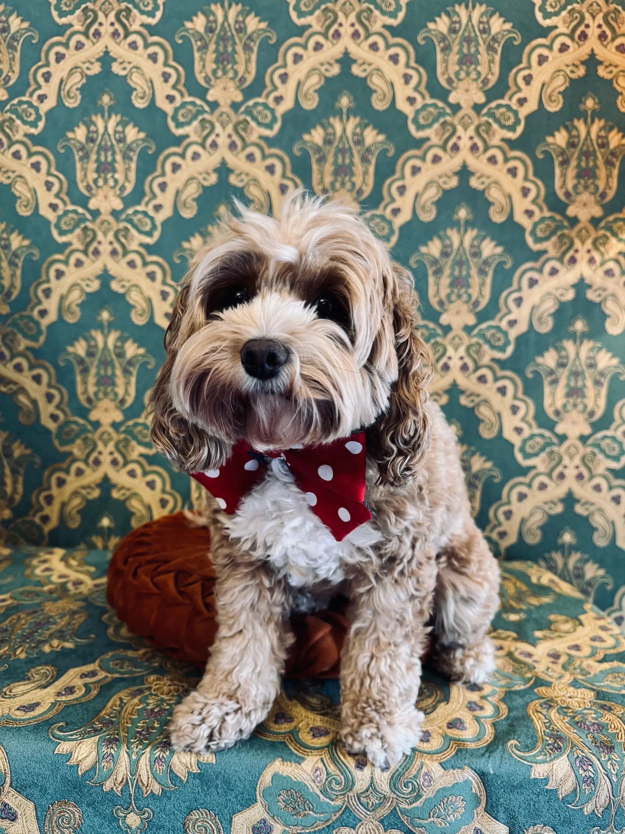 Broochella pet bow in purple with red and white polka dots. Pictured on Bille the Cavoodle. She is sitting on an orange cushion. The background is green and gold damask wallpaper