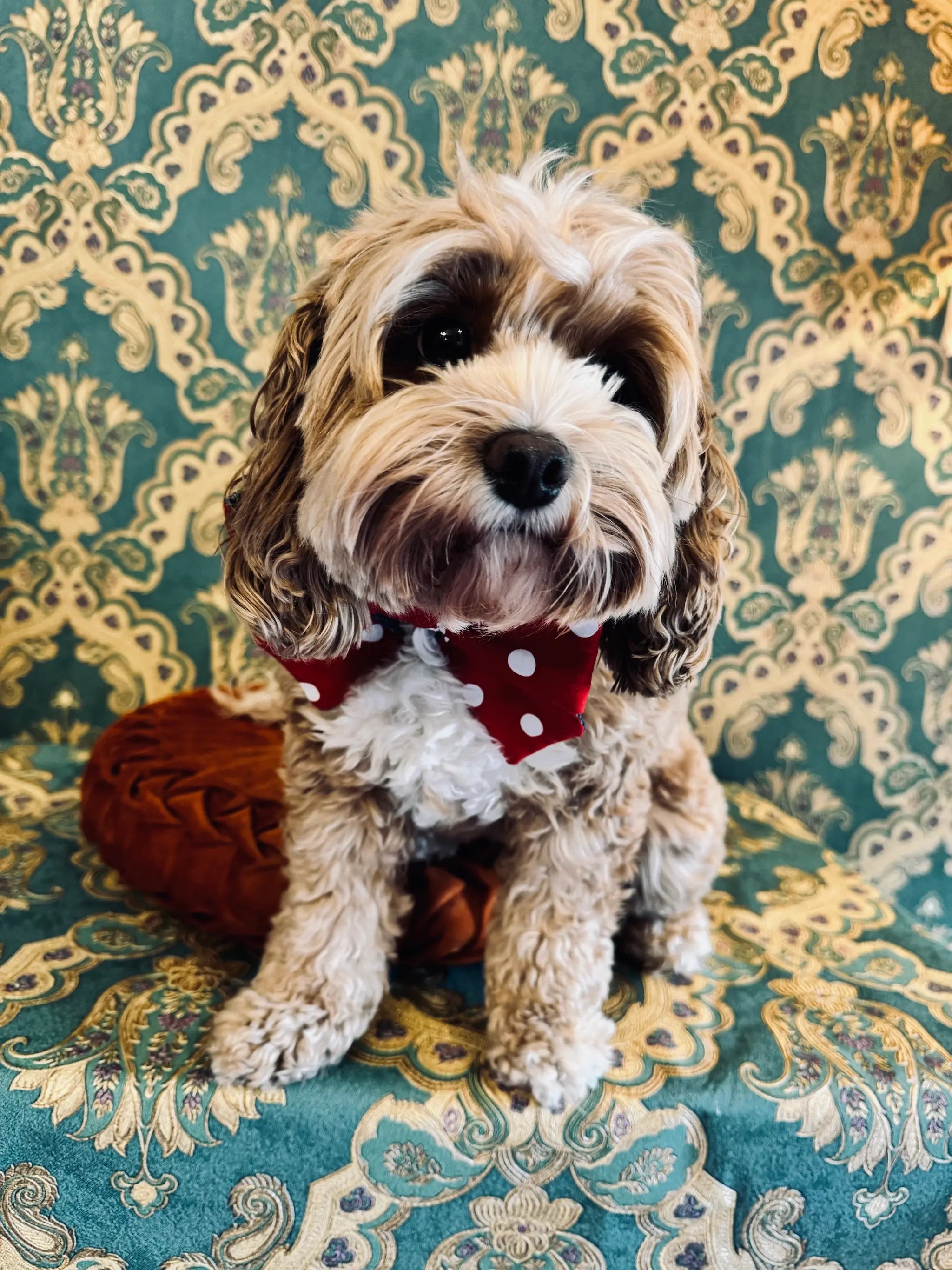 Broochella pet bow in purple with red and white polka dots. Pictured on Bille the Cavoodle. She is sitting on an orange cushion. The background is green and gold damask wallpaper
