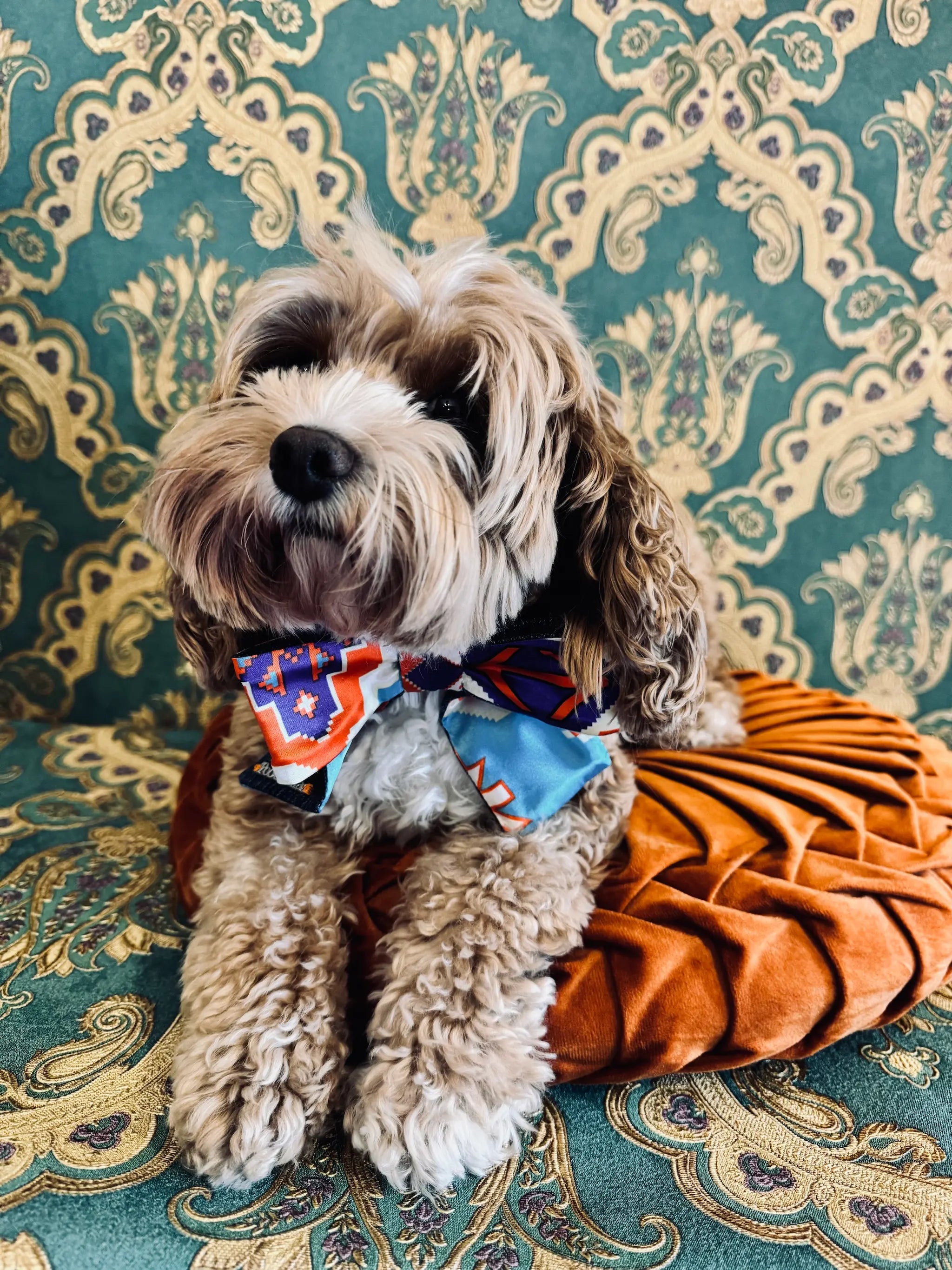 Broochella pet bow in orange and turquoise satin. Pictured on Bille the Cavoodle. She is sitting on an orange cushion. The background is green and gold damask wallpaper