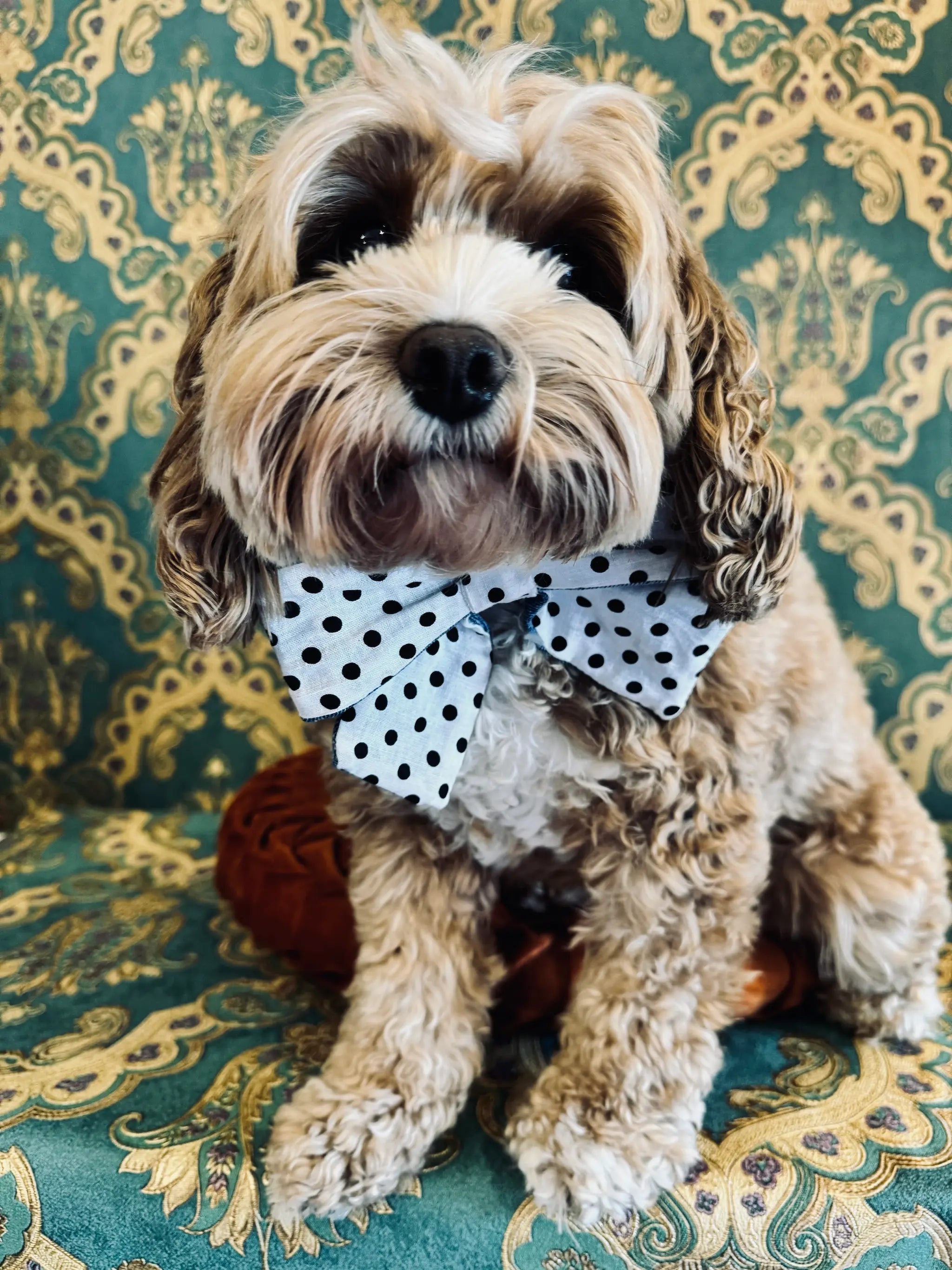 Broochella pet bow in white with black polka dots. Pictured on Bille the Cavoodle. She is sitting on an orange cushion. The background is green and gold damask wallpaper